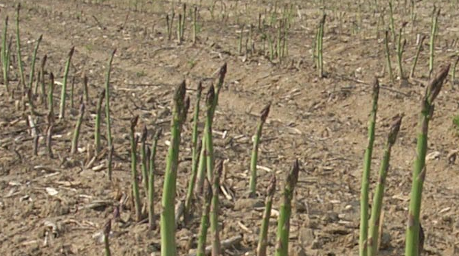 This is how asparagus grows.