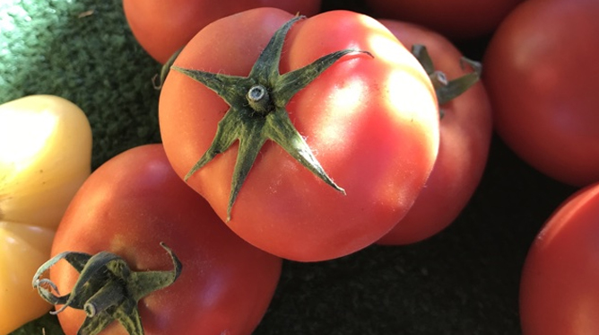 Finally tomatoes!